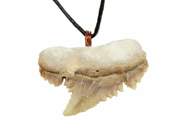 Fossil Shark (Palaeocarcharodon) Tooth Necklace - Morocco #169925